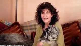 10 Rarest Dog Breeds in the World480P 1