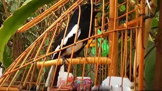 Chòe than mồi || HUÝT - CHẸP - CHẸP || RÍT - KHÈ || KÍCH CHIM RỪNG VỀ ĐẤU || ÂM CHUẨN NHẤT.c293