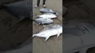 Unbelievable Catch Giant Trevally | Baramundi Snapper || #baramundi #viral #trendingshorts #shorts