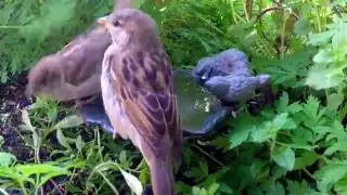 Varpuset kylpy tuulella - Sparrows are taking a bath
