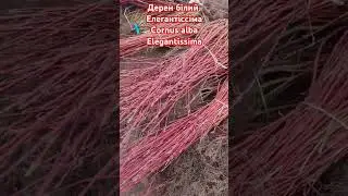Дерен білий Елегантіссіма Cornus alba Elegantissima і сорт флавірамеа Cornus sericea Flaviramea Г/К