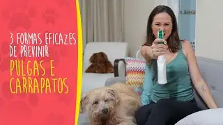 Ju Almeida Pet - 3 Formas Eficazes de Previnir Pulgas e Carrapatos