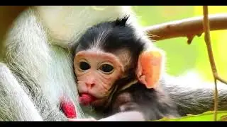 Newborn baby monkey, she sucks sweet milk while looking at the beautiful new world.