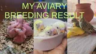 My Aviary Breeding  Result 🪺🐣🐥🐦.#aviarybirds,#aviarylife,#birdsbreeding,#aviculture,#aviarysetup.