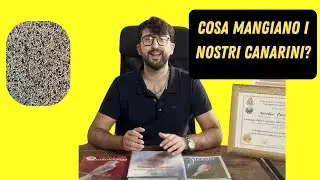Dieta Perfetta per Canarini: Preparazione a Riproduzione, Muta e Mostre