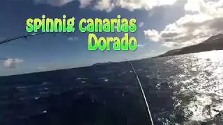 Spinning Canarias Mahi Mahi