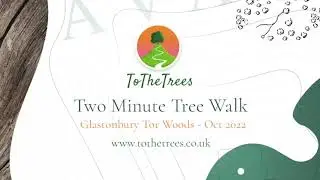 Two Minute Tree Walk - Glastonbury Tor Woods - Oct 2022