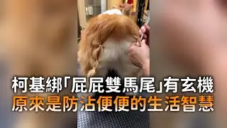 柯基綁「屁屁雙馬尾」有玄機　原來是防沾便便的生活智慧