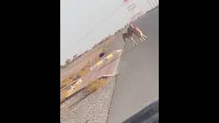 brutal combate de burros