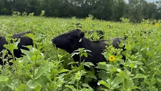 Abandoning Strip Grazing For Chunk Grazing And Talking Cattle Pregnancy