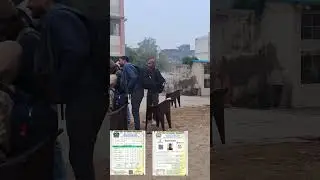 UP POLICE COMPUTER OPERATOR ASI,SI DV PST ADCA NHI LERHE ,#viralvideo #uppolice #viralshort