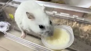 ヘルマン　執着