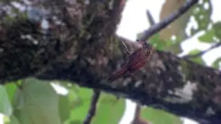 Streak-headed Woodcreeper (Lepidocolaptes souleyetii)