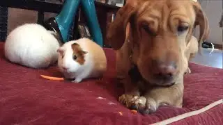 Dog enjoys carrot treat with guinea pig friends