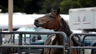 Horse Neighing