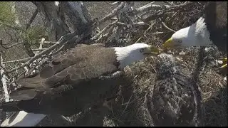 SWFL Eagles~Daddy M Brings Surf & Turf-Tandem Feeding-Gets Meat Hung in Throat-Stick Added_1.24.26