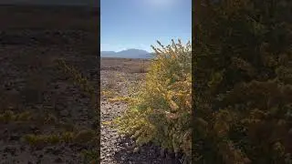 Four wing salt bush #newmexico #nature #lunacounty #plants #salt #floridamountains