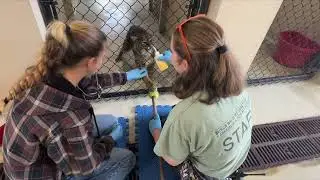 How Our Wildlife Keepers Used Cooperative Care to Treat Animals Safely & Perform a Blood Draw