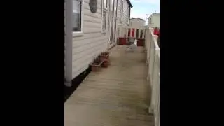 Gilbert the seagull