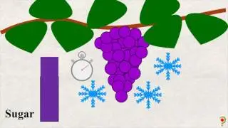 Canadian Vineyards and Wines