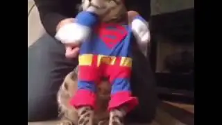 Funny Cats Vine Compilation may 2020