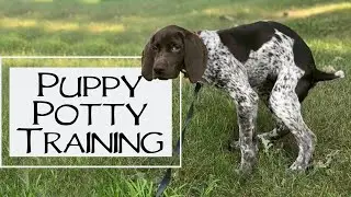 Potty Training, Crate Training & GSP Colorations - You Ask We Answer Episode 19: Part 4