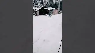 Уточка играет #щенячьяжизнь #шорты