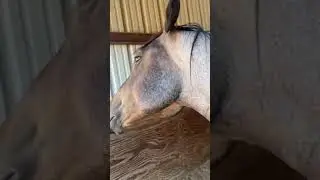 Meet TRUCK our jr Stallion prospect by SWISHER HANCOCK