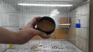 Большая синица (лат. Parus major)
