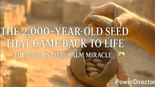 2000 year old seed comes to life: Judean date palm