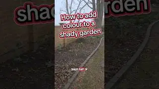 How to add colour to a shady garden,  what plants like a shady garden #gardening