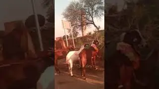 bakra mandi near Shahbaz pur bridge #shortvideo #enjoyment #youtube #youtubeshorts #enjoyment #viral
