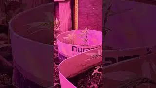 Winter Grow Box #organic #420