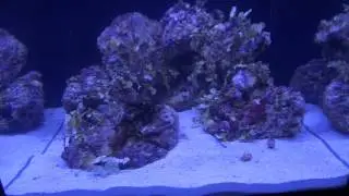 Cherry primo reef set up nano cube