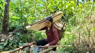 Go to the forest to dig cassava and make troughs for pigs to eat - L&yacute; Lưu Linh