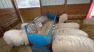 #farmanimals #sheep