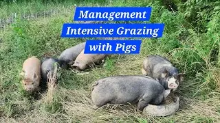 Management Intensive Grazing With Pigs
