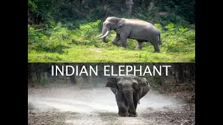 🐘 The Indian Elephant | Life, Legacy & Conservation Story of a Giant 🌿🇮🇳