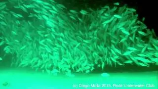 Magic Point Scuba Dive with RUC