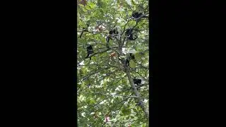 Howler Monkeys fight off Boa Imperator - slow motion
