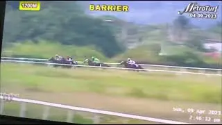 2nd to CAT BELL in 1200 m barrier trial - final prep to Road to Triple Crown