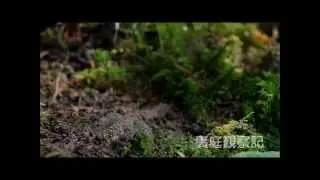 ササキリモドキを運ぶ　ヒメハヤバチ ( Tachytes fruticis )