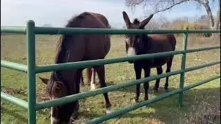 A horse and a burro.