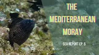 Прятки со средиземноморской муреной (Muraena helena) | Sea Report, выпуск 5