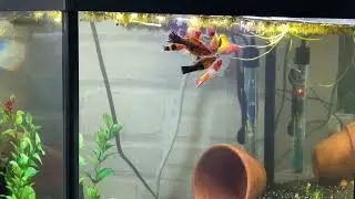 Swordtail Eating Tetra Wafer Mix