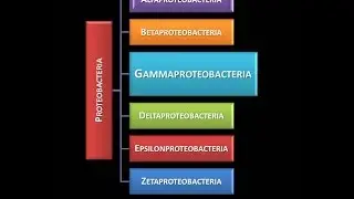 Dominio Bacteria: Phylum Proteobacteria 18 - Clase Gammaproteobacteria - Introducción