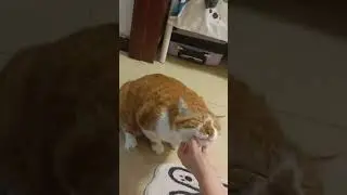 Cat enjoys chin scratch
