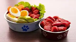 APENAS ESTE TIPO DE ALIMENTO PODE DEIXAR UM CACHORRO FORTE E SAUDÁVEL