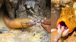 Wow Amazing Fishing Eel - Eel fishing Using Hook EP0026