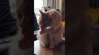 Cute ginger cat cleaning #cats #pussycat #mainecoon
